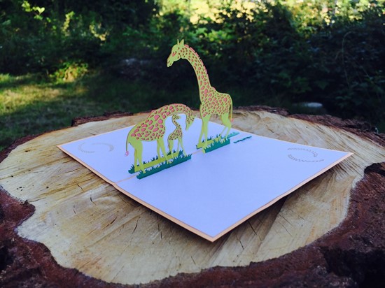 Giraffer